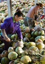 Asian worker, coconut, Vietnamese, Mekong Delta