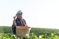 Asian worker farmer women were picking tea leaves for traditions