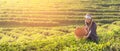 Asian worker farmer women were picking tea leaves for traditions in the sunrise morning at tea plantation nature. Royalty Free Stock Photo