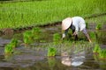 Asian worker in paddy field