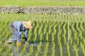 Asian worker on paddy rice field. Royalty Free Stock Photo