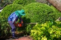 Asian worker trimming bush in public communal garden Royalty Free Stock Photo