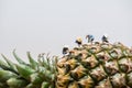 Asian workers in pineapple plantations