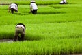 Asian workers on rice paddy Royalty Free Stock Photo