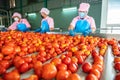 Asian workers sorting tomatoes on a conveyor belt in a tomato factory. food industry. Selective focus on tomatoes