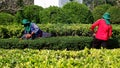 Two workers trimming hedge and bush in public communal garden area