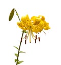 Asian yellow lilies Royalty Free Stock Photo