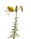 Asian yellow lilies Royalty Free Stock Photo