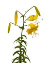 Asian yellow lilies `Citronella ` on a white background isolated Royalty Free Stock Photo