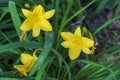 Asian yellow lily flower, with green leaf background