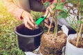 Asian young agronomist woman planting of gardening is pink roses in garden home Royalty Free Stock Photo