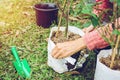 Asian young agronomist woman planting of gardening is pink roses in garden home Royalty Free Stock Photo