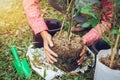 Asian young agronomist woman planting of gardening is pink roses in garden home Royalty Free Stock Photo