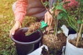 Asian young agronomist woman planting of gardening is pink roses in garden home Royalty Free Stock Photo