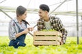 Asian young couple farmer in greenhouse hydroponic holding basket of vegetable. They are harvesting vegetables green salad.