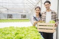 Asian young couple farmer in greenhouse hydroponic holding basket of vegetable. They are harvesting vegetables green salad. Royalty Free Stock Photo