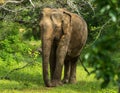 Asian young Elephant, nature background. Yala, Sri Lanka Royalty Free Stock Photo