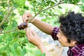 Asian young farmer grafting on lime tree