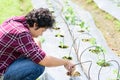 Asian young farmer using drip irrigation system Royalty Free Stock Photo