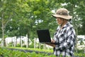 Asian female farmer using laptop to recording growth data of many little green Chinese cabbage in organic farm