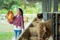 Asian young female farmer showing a sultry demeanor in cowshed at farm, farming, people and animal, Agriculture industry