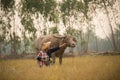 Asian young lady sit beside buffalo and hold radio Royalty Free Stock Photo