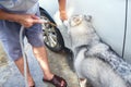 Asian young man washing car near home garden outdoor while Siberian husky dog try to drink water from the hose