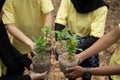 Asian young of volunteers carrying new trees Royalty Free Stock Photo