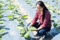 Asian young woman farmer in organic vegetable garden Royalty Free Stock Photo