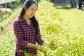 Asian woman farmer in organic vegetable garden Royalty Free Stock Photo