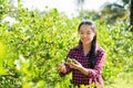 Asian young woman farmer picking lime fruit Royalty Free Stock Photo