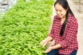 Asian woman farmer picking pepper mint leaf