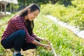 Asian woman farmer in organic vegetable garden Royalty Free Stock Photo