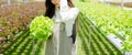 Asian young woman Gardener holding vegetable basket in greenhouse garden, Owner working in hydroponic organic farm and checking. Royalty Free Stock Photo