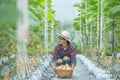Asian young woman in a greenhouse basket
