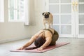 Asian young woman practice yoga with dog pug breed enjoy and relax with yoga at home Royalty Free Stock Photo