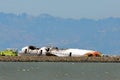 Asiana Airlines Flight 214 after crash landing at San Francisco Airport July 6, 2013 Royalty Free Stock Photo