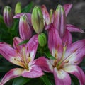 Asiastic Lillies Blooming in Garden