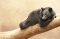 Asiatic Black Bear Royalty Free Stock Photo