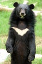 Asiatic black bear Royalty Free Stock Photo