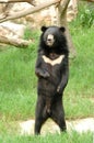 Asiatic black bear Royalty Free Stock Photo