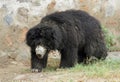 Asiatic Black Bear Royalty Free Stock Photo
