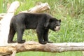 Asiatic black bear