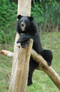 Asiatic black bear Royalty Free Stock Photo