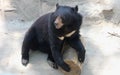 Asiatic black bear Royalty Free Stock Photo