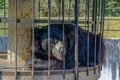 Asiatic Black Bear in Cage at Sakkarbaug Zoological Garden Junagadh