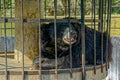 Asiatic Black Bear in Cage at Sakkarbaug Zoological Garden Junagadh