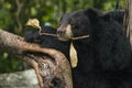 Asiatic black bear Royalty Free Stock Photo