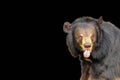 Asiatic Black Bear  isolated Royalty Free Stock Photo