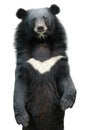 Asiatic black bear Royalty Free Stock Photo